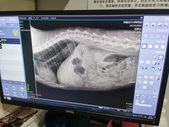 -荣耀金沙动物医院(清江西路店)