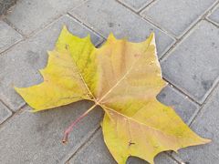 -黑窑厂糖油饼烤鸭·清真菜(黑窑厂街店)