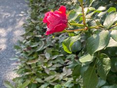 -杭州观成实验学校