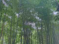 -黄山翡翠谷景区