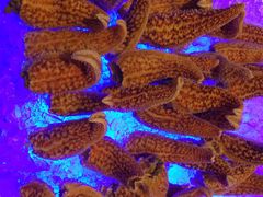 索菲特香榭丽全日候餐厅-索菲特西湖大酒店·香榭丽全日候餐厅(南山路店)