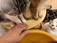 -有喵·猫咖·狗咖·30几只猫10只小狗(岗厦店)