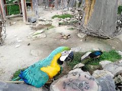 -芽庄珍珠岛游乐园