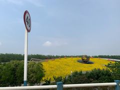 -合肥滨湖国家森林公园