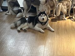 -Husky Go! 哈士奇体验馆·宠物咖啡厅狗咖