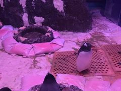 -暹罗海洋世界