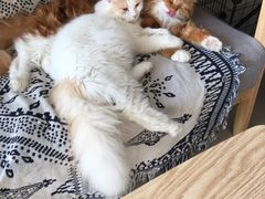 -平行世界·猫咖(首经贸店)