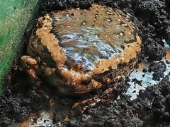 -上海大自然野生昆虫馆
