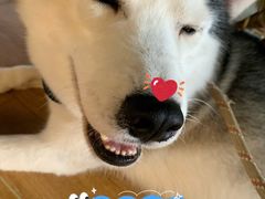 -Husky Go! 哈士奇体验馆·宠物咖啡厅狗咖