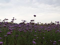 -杭州城北体育公园