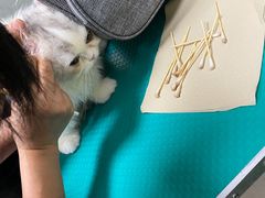 -北京观赏动物医院·24小时大型综合·猫专科·异宠专科