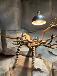 -Zoolung Zoolung动物主题公园(海信广场店)