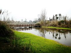 -桤木河湿地公园