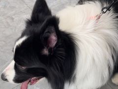 -安安宠医·臻爱宠物医院·宠保定点(营门口路分院)