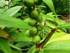 -广州神农草堂中医药博物馆