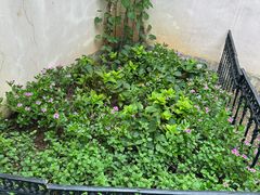 -正佳雨林生态植物园