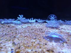 -暹罗海洋世界