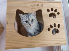 -猫咪派对(江南西店)