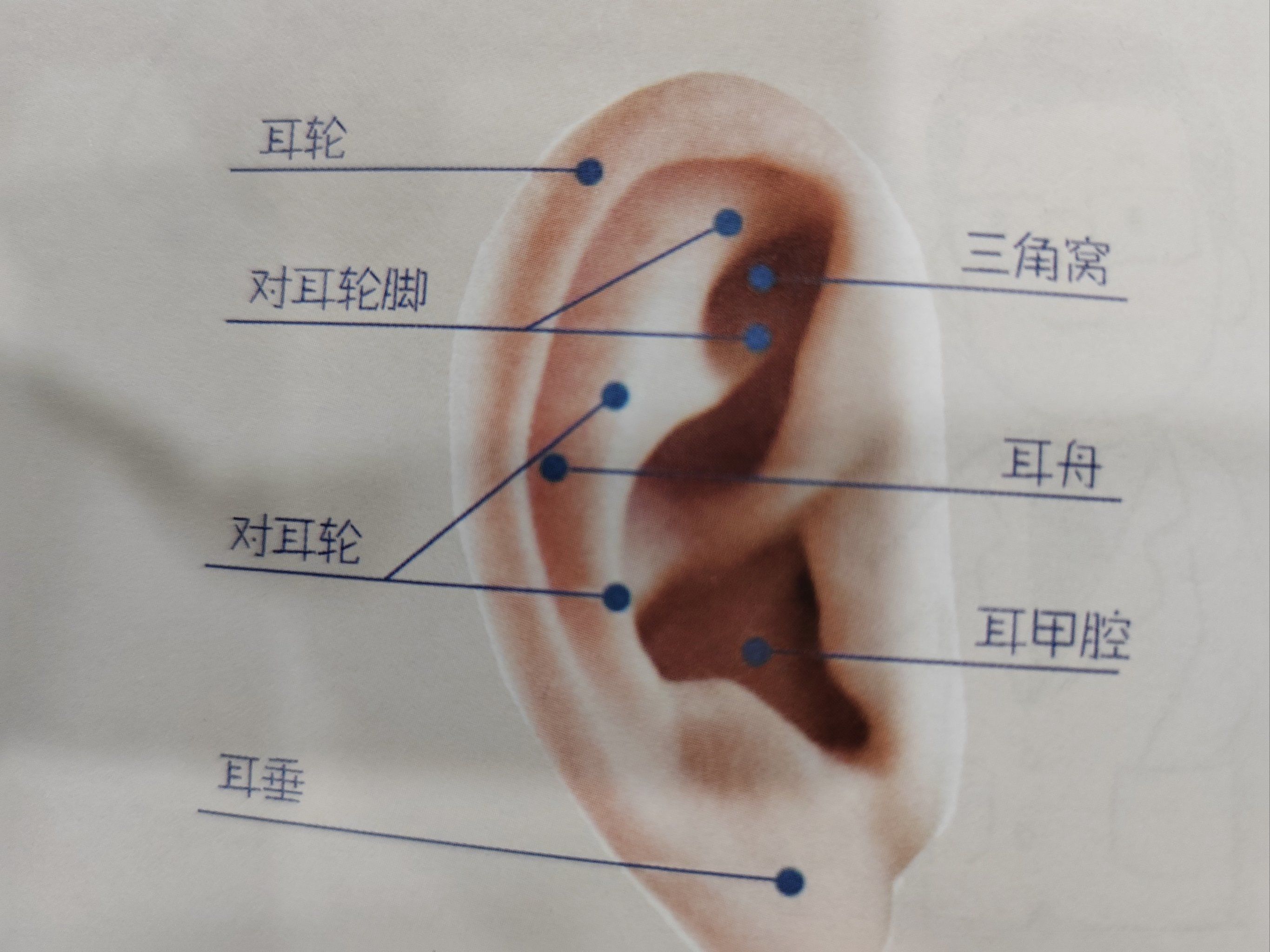 外略卷曲而凸起的叫耳轮,它起自外耳道口上方的耳轮脚,耳轮前方有一