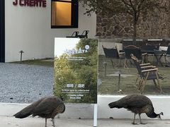 -J Create城市露营咖啡·简餐·宠物(上海动物园店)