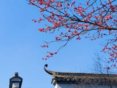 -八大山人梅湖景区