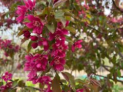 -永定河休闲森林公园