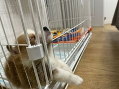 -翊宠yipet猫狗购宠庄园犬舍•猫舍