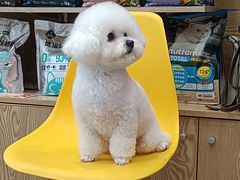 -帕帕拉兹宠物(亚洲旗舰店)