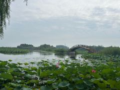 -白洋淀景区