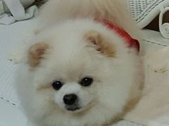 -瑞鹏宠物医院华南总院·夜诊·心脏科·骨科