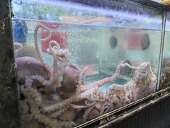 -金海湾海鲜排档(朱家尖店)