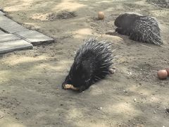 -青藏高原野生动物园