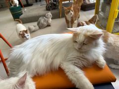 -平行世界·猫咖(首经贸店)
