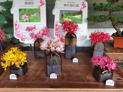 -杭州植物园