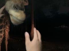 -清迈夜间动物园
