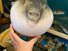 -天正河鲀·河豚亭(大连店)