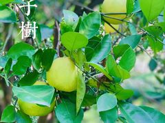 -新虹桥中心花园