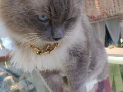-喵喵咪呀布偶猫咖(春熙路店)