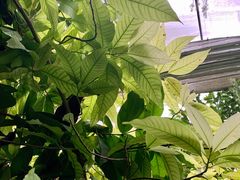 -呀路古热带植物园