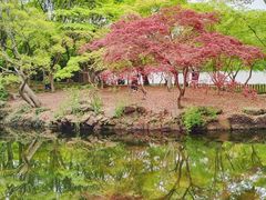 -秋霞圃