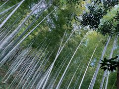 -上海佘山国家森林公园天马山园