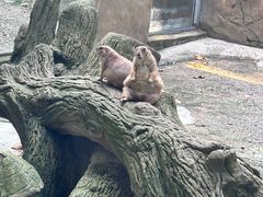 -合肥野生动物园