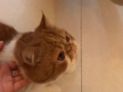 -名猫咖啡馆·撸猫·拼豆