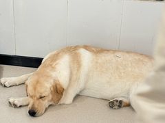 -共舞时光猫咖·狗咖(新街口店)