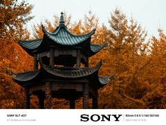 -千年银杏谷文化旅游区