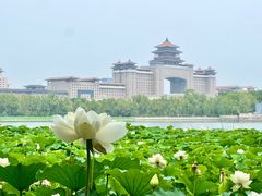 -莲花池公园