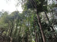 -南岗山公园