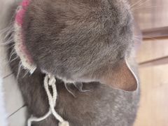 -Let's go狗咖·猫咖·奶狗·桌游(春熙路IFS店)