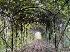 -合肥滨湖国家森林公园