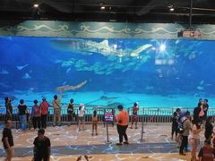 -烟台海昌鲸鲨海洋公园